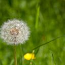 Dateiname=IMG_5757.jpg
Dateigröße=95KB
Abmessungen: 1600x1067
hinzugefügt am: 31. Mai 2016 IMG_5757.jpg